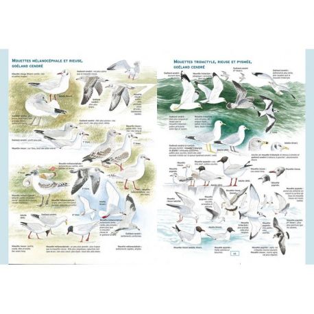 OISEAUX DE MER ET DE RIVAGES