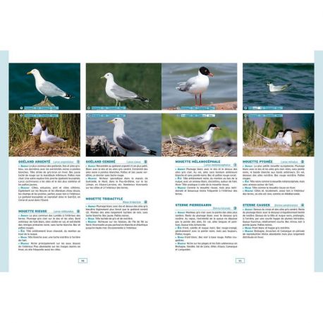 OISEAUX DE MER ET DE RIVAGES