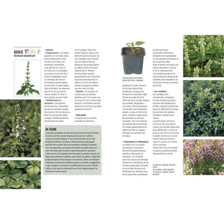 LES PLANTES AROMATIQUES