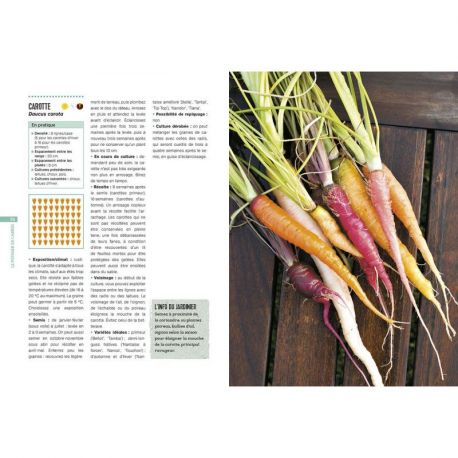 LE POTAGER EN CARRES