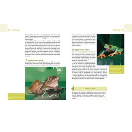GRENOUILLES ARBORICOLES
