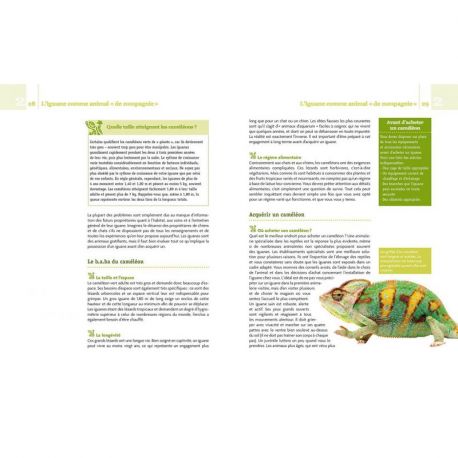 CAMELEON CASQUE DU YEMEN