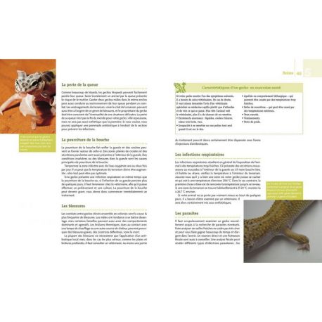GECKOS A CRETE