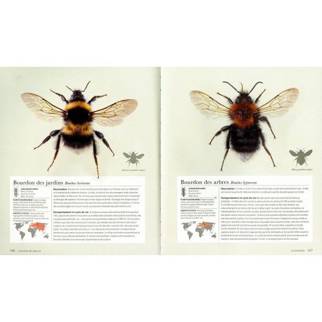 ABEILLES UNE HISTOIRE NATURELLE