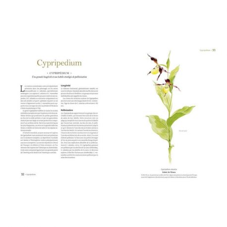 ORCHIDEES SAUVAGES D'EUROPE