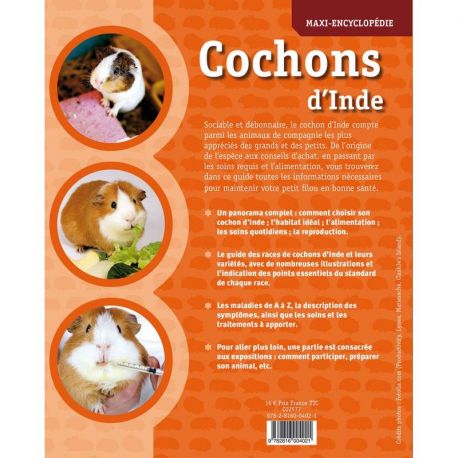 COCHONS D'INDE