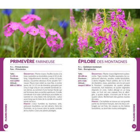FLEURS D'AUVERGNE