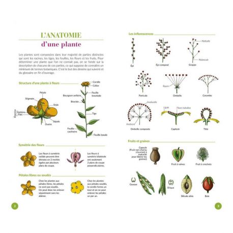 FLEURS DE NORMANDIE ET PICARDIE