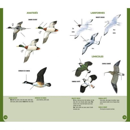 OISEAUX DE NORMANDIE-PICARDIE