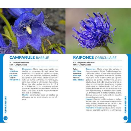 FLEURS DES PYRENEES
