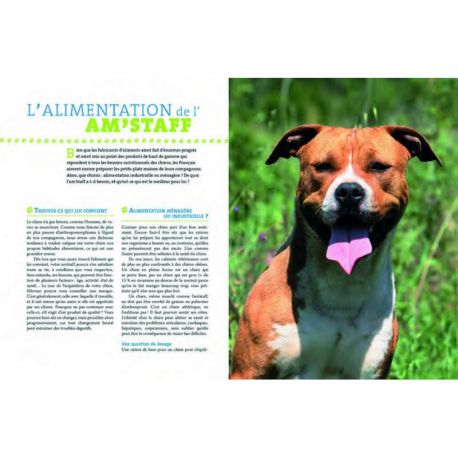 AMERICAN STAFFORDSHIRE TERRIER