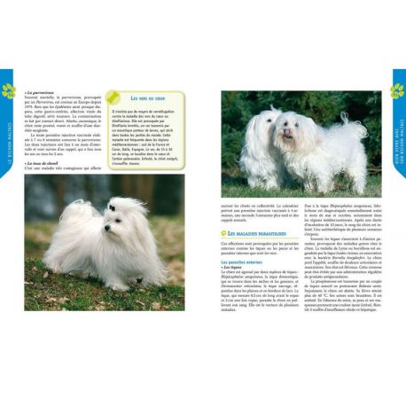 BICHON MALTAIS