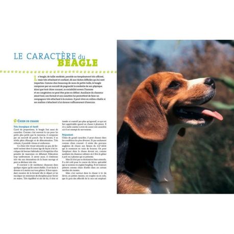 LE BEAGLE