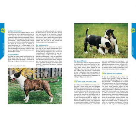 BULL TERRIER