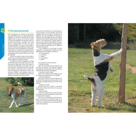 FOX TERRIER