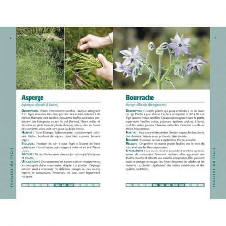 PLANTES SAUVAGES COMESTIBLES
