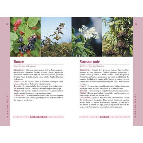 PLANTES SAUVAGES COMESTIBLES