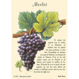 MERLOT CARTES POSTALES