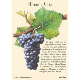 PINOT NOIR CARTES POSTALES