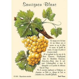 SAUVIGNON BLANC CARTES POSTALES
