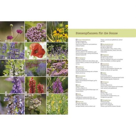 UN JARDIN POUR LES ABEILLES DES IDEES DE MASSIFS FLEURIS