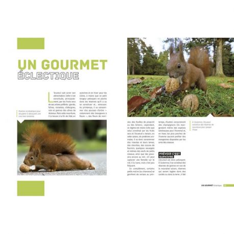 L'ECUREUIL