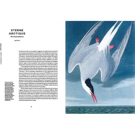 INCROYABLES OISEAUX