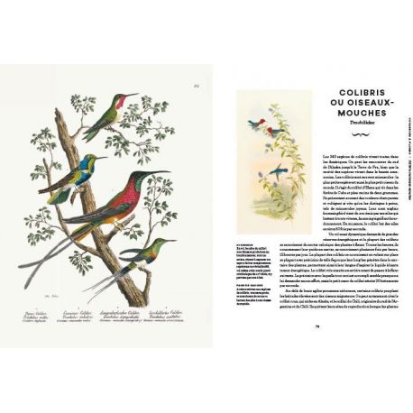 INCROYABLES OISEAUX