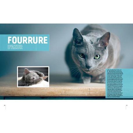 CHATS UN UNIVERS FABULEUX