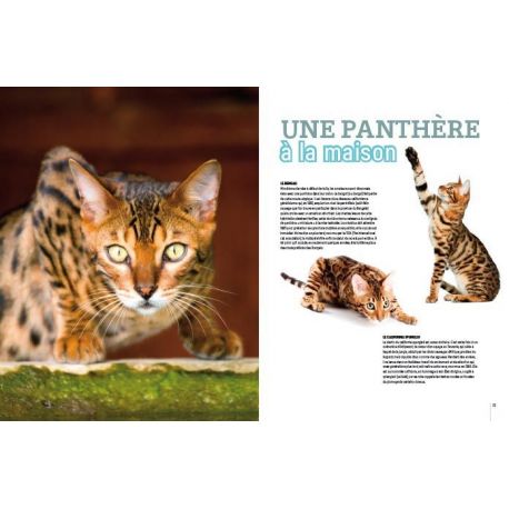 CHATS UN UNIVERS FABULEUX
