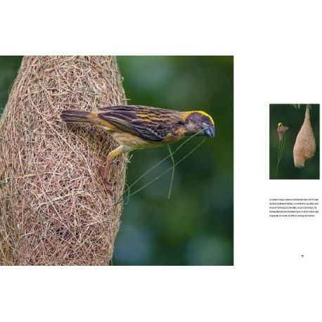 ANIMAUX ARCHITECTES