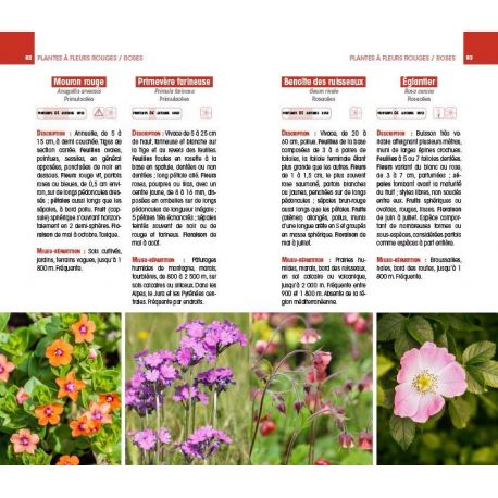 FLEURS SAUVAGES