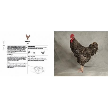 POULES PASSIONNEMENT