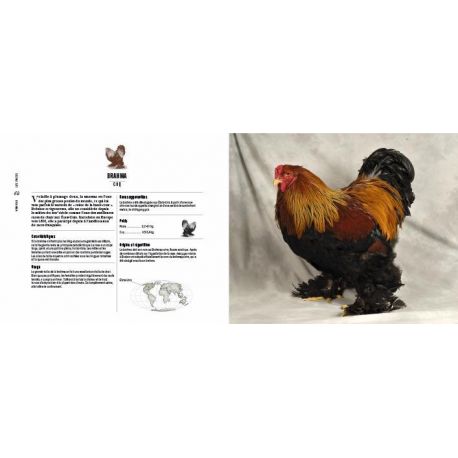 POULES PASSIONNEMENT