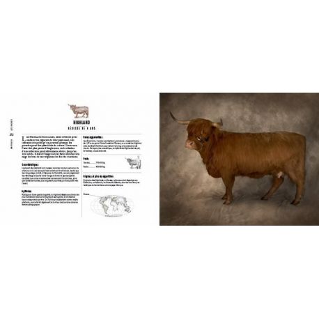 VACHES PASSIONNEMENT