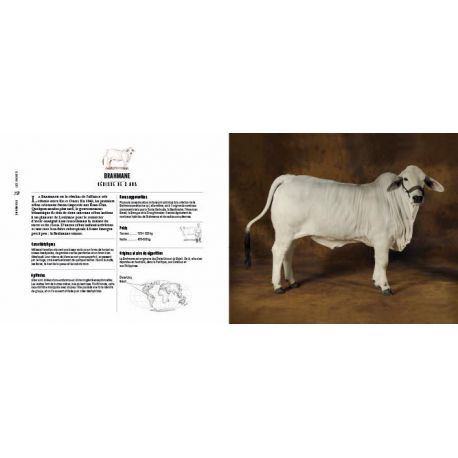 VACHES PASSIONNEMENT