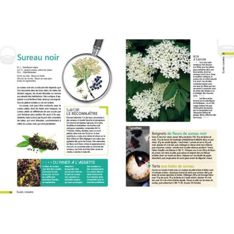 CUEILLETTES SAUVAGES EN AQUITAINE