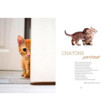 SA MAJESTE LE CHAT