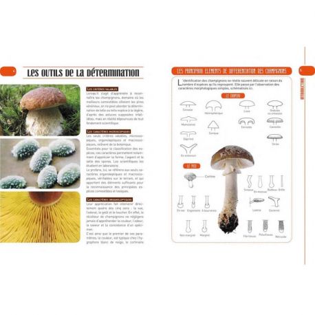 LES 100 MEILLEURS CHAMPIGNONS