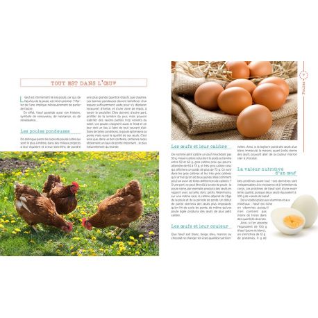 POULES