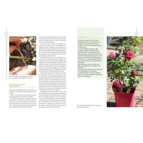 ROSIERS SANS MALADIES