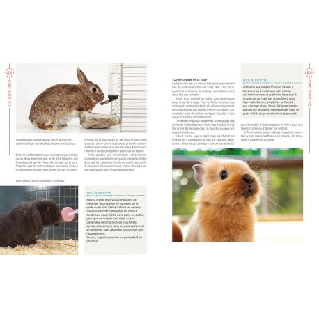 LE LAPIN NAIN