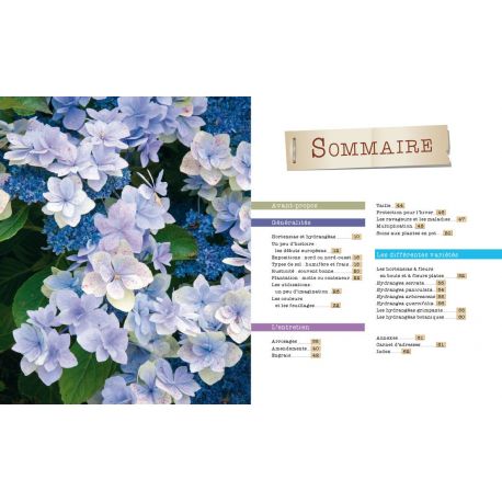 HORTENSIAS