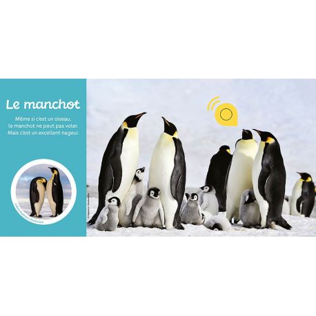 LES ANIMAUX DU FROID