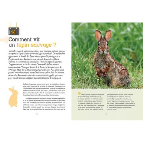 ET SI ON ACHETAIT UN LAPIN ?