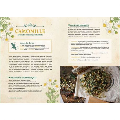 CARRES DE PLANTES DE SORCIERE