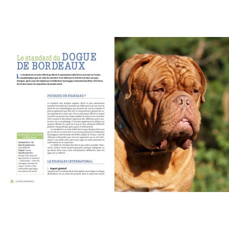 LE DOGUE DE BORDEAUX