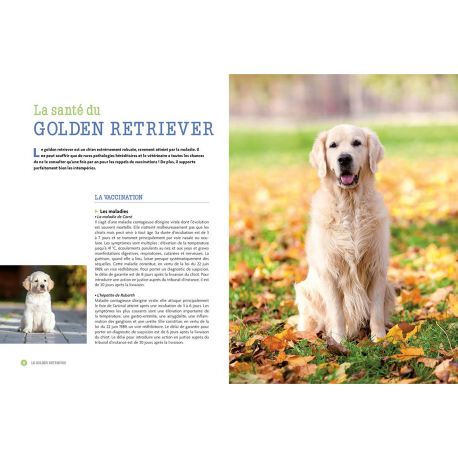 GOLDEN RETRIEVER
