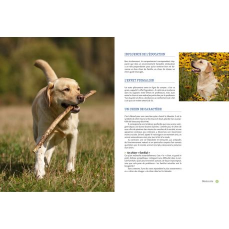 LABRADOR