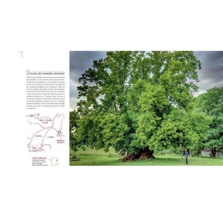 RENDEZ-VOUS AVEC LES ARBRES EXTRAORDINAIRES DE FRANCE